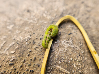 Green caterpillar on the ground. Caterpillars are the larval stage of members of the order...