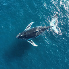 Humpback whale swimming in the blue sea, aerial view.
