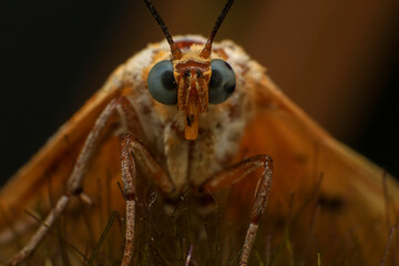 Moth, Close up of a moth on a plant in the rainforest. Night butterfly 