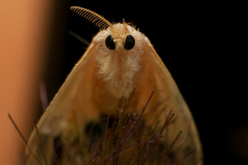 Moth, Close up of a moth on a plant in the rainforest. Night butterfly 