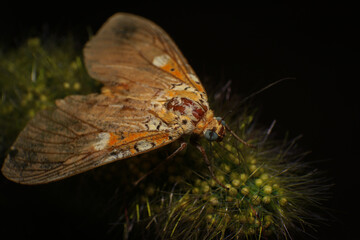 Moth, Close up of a moth on a plant in the rainforest. Night butterfly 