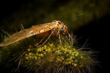 Moth, Close up of a moth on a plant in the rainforest. Night butterfly 
