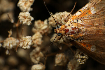 Moth, Close up of a moth on a plant in the rainforest. Night butterfly 