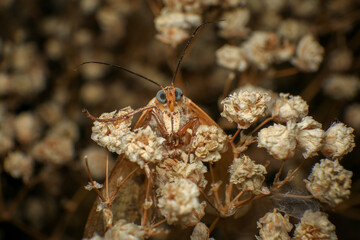 Moth, Close up of a moth on a plant in the rainforest. Night butterfly 