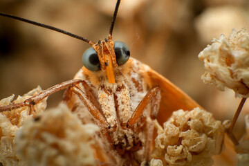 Moth, Close up of a moth on a plant in the rainforest. Night butterfly 