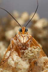 Moth, Close up of a moth on a plant in the rainforest. Night butterfly 