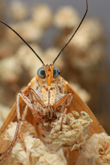 Moth, Close up of a moth on a plant in the rainforest. Night butterfly 