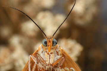 Moth, Close up of a moth on a plant in the rainforest. Night butterfly 