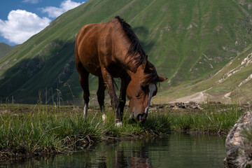 Horses grazing in the mountains
