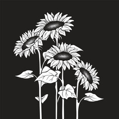 Hand drawn ornate black and white sunflowers in graphic style isolated vector illustration