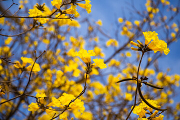 Alguns galhos floridos de ipê amarelo florido. Fundo florido.