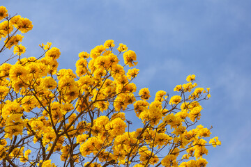 A copa de um ipê amarelo muito florido.