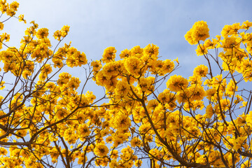 A copa de um ipê amarelo muito florido.
