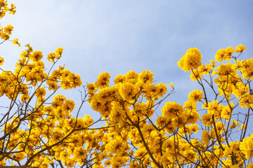 A copa de um ipê amarelo muito florido.