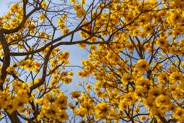 Alguns galhos floridos de ipê amarelo florido. Fundo florido.
