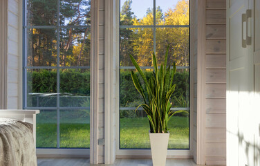 Bright interior of the room in wooden house with a large window overlooking the autumn courtyard. Golden autumn landscape in white window. Home and garden, fall concept. Plant Sansevieria trifasciata