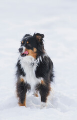 Border Collie licks his lips while standing majestically in an empty field of snow.