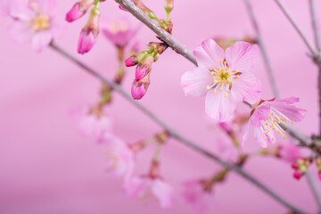 ピンク背景の富士桜の花のアップ