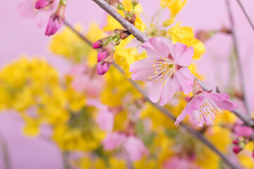 菜の花をバックに富士桜の花のアップ