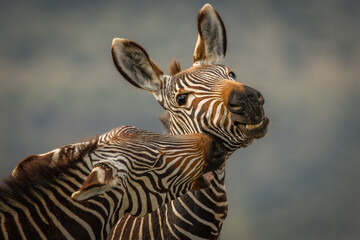 Zebra neck kisses