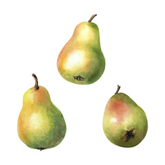 A set of pear fruits. Hand drawn botanical watercolor illustration isolated on white background. For clip art cards menu label package