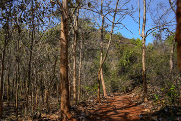 A forest with a dirt path through it