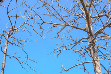 Two trees with bare branches and a clear blue sky