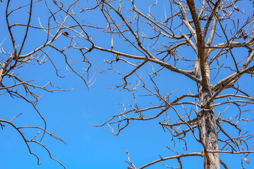 A tree with bare branches and a blue sky in the background