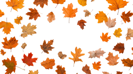 A vibrant collection of autumn leaves in shades of orange and brown, perfect for seasonal themes and nature backgrounds.