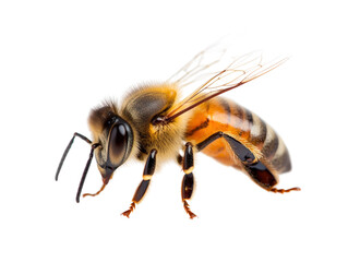 Close-up of a bee showcasing intricate details of its wings, body, and eyes against a transparent background.