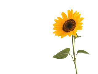 Obraz premium Bright sunflower with vibrant yellow petals and a dark center, symbolizing warmth and positivity against a clean background.