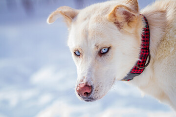 Close up detailed photo of the intense eyes of a white northern sled dog wearing a plaid collar.