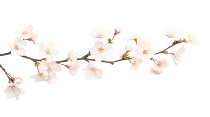 Delicate cherry blossom branch with soft pink flowers against a white background, perfect for springtime designs and promotions.