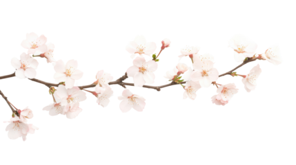 Delicate cherry blossom branch with soft pink flowers against a white background, perfect for springtime designs and promotions.