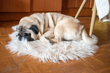 Pug dog sitting on the floor. House interior domestic pet. Breed mops dog.