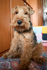 Welsh terrier sitting on the floor. House interior domestic pet. Breed terrier dog.