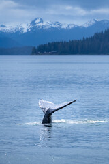 A hhumpback whale shows its tail in Alaska