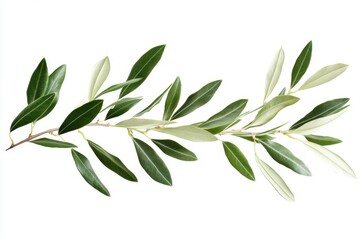 Obraz premium Branch of a olive tree with leaves isolated on white background