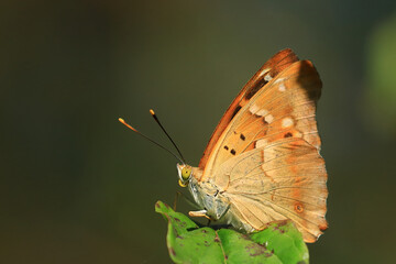 Lesser purple emperor, Apatura ilia, beautiful butterfly 