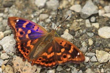 Lesser purple emperor, Apatura ilia, beautiful butterfly 
