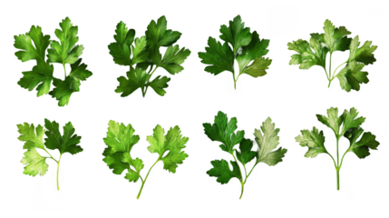 A row of green herbs, including parsley, cilantro, and basil