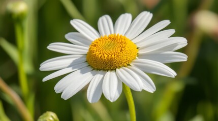 A close-up of a daisy with white petals and a bright yellow center, capturing the simple beauty and fresh appearance of the flower.