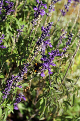 a hungry bumblebee captured on a flowering sage plant outdoors