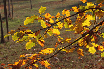 a branch with autumn-colored foliage of a German oak tree in the sunlight