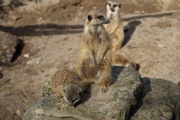 Meerkat in the midday sun with young animal sitting on a stone