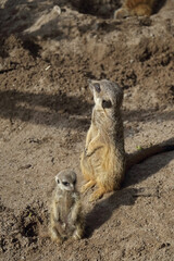 Meerkat in the midday sun with young animal sitting on a stone