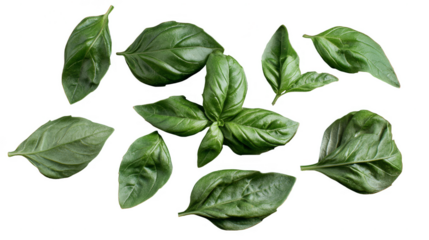 A row of green plants are lined up on a white background