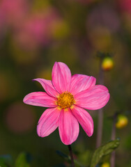 Fototapeta premium Beautiful close-up of a single-flowered dahlia