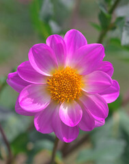 Beautiful close-up of a pink dahlia