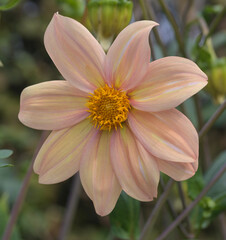 Fototapeta premium Beautiful close-up of a single-flowered dahlia